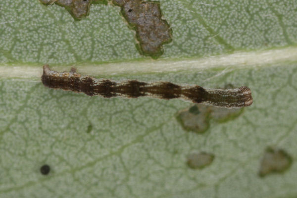 Cyclophora pendularia: Bild 27