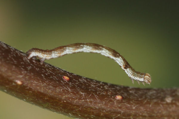 Cyclophora pendularia: Bild 28