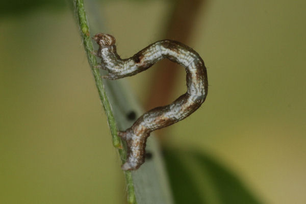 Cyclophora pendularia: Bild 30
