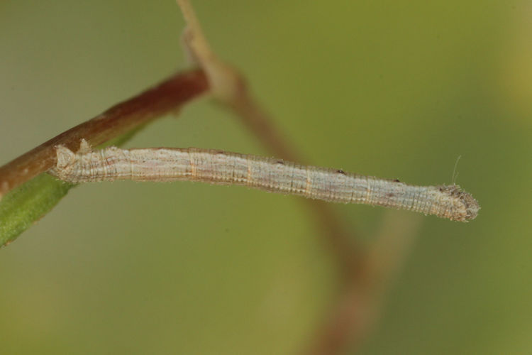 Aspitates acuminaria: Bild 13