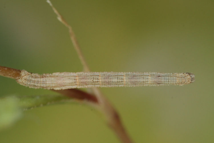 Aspitates acuminaria: Bild 14