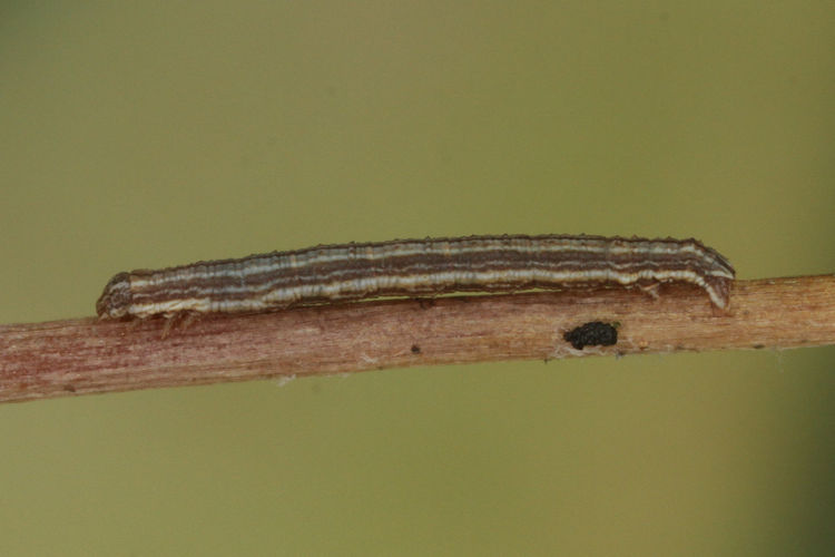 Aspitates acuminaria: Bild 16