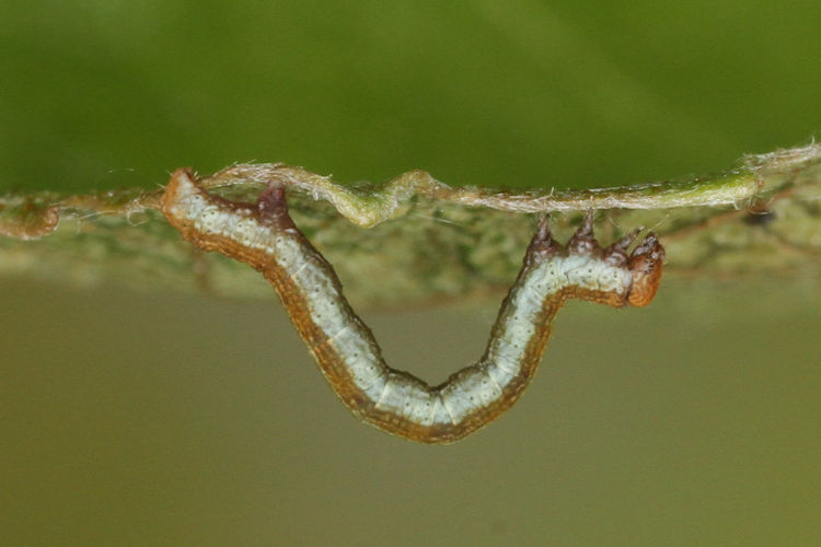 Biston betularia alexandrina: Bild 10