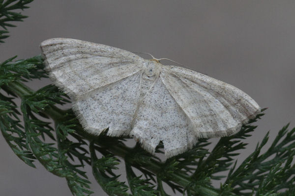 Scopula ternata: Bild 5