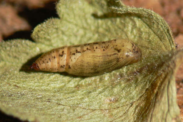 Idaea seriata: Bild 41