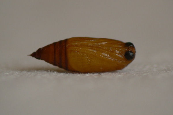 Eupithecia expallidata: Bild 11