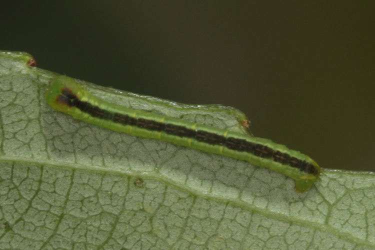 Stegania trimaculata: Bild 15