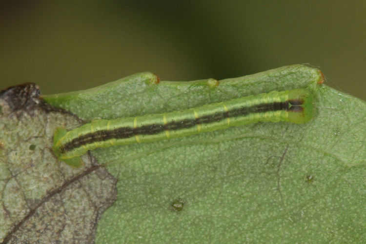 Stegania trimaculata: Bild 16