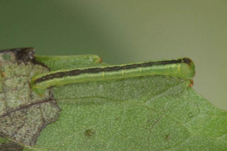 Stegania trimaculata: Bild 17