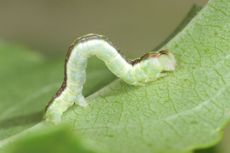 Stegania trimaculata: Bild 20