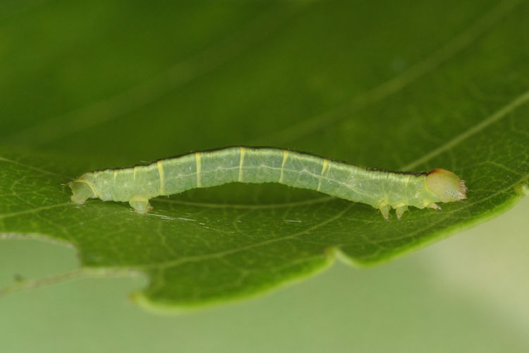 Stegania trimaculata: Bild 21