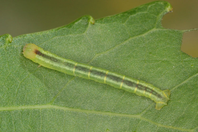 Stegania trimaculata: Bild 22