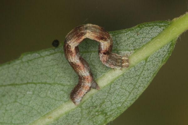 Cyclophora pendularia: Bild 32