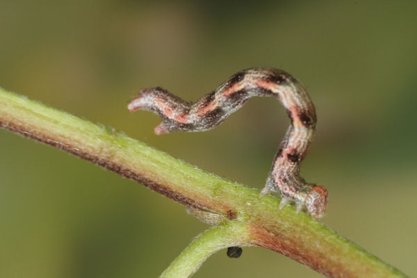 Cyclophora pendularia: Bild 34