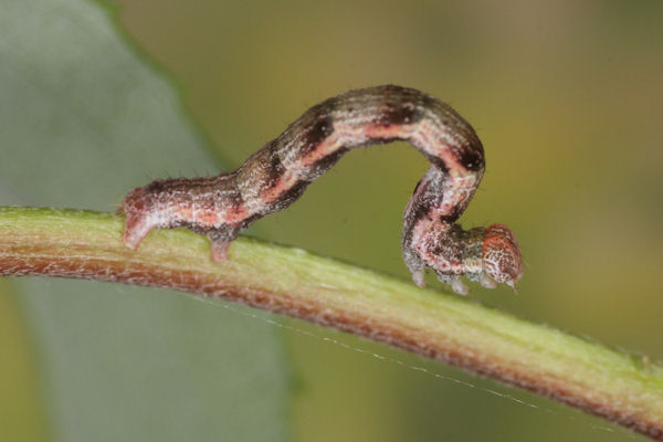 Cyclophora pendularia: Bild 35