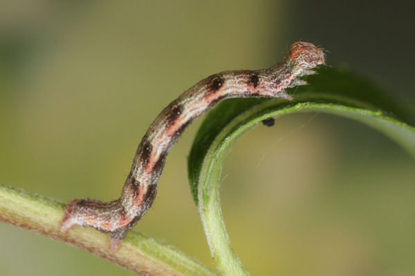 Cyclophora pendularia: Bild 36