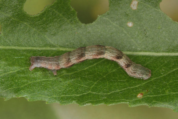 Cyclophora pendularia: Bild 38