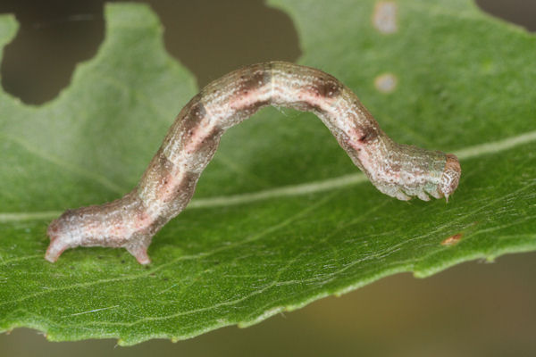 Cyclophora pendularia: Bild 39