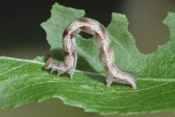 Cyclophora pendularia: Bild 41