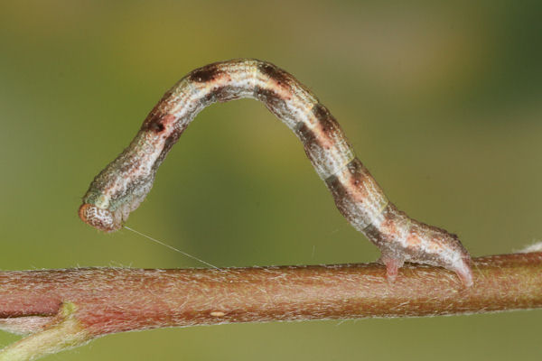 Cyclophora pendularia: Bild 42