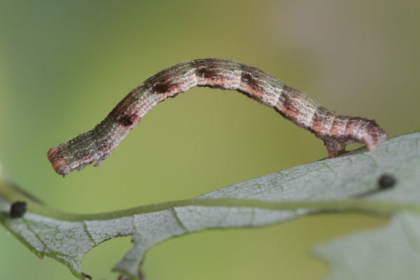 Cyclophora pendularia: Bild 43