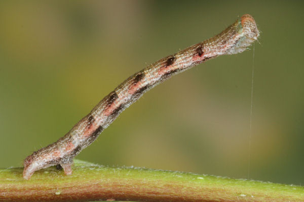 Cyclophora pendularia: Bild 44