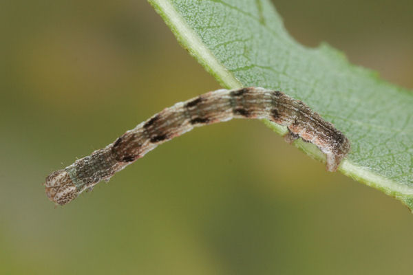 Cyclophora pendularia: Bild 47