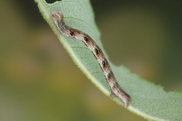 Cyclophora pendularia: Bild 48