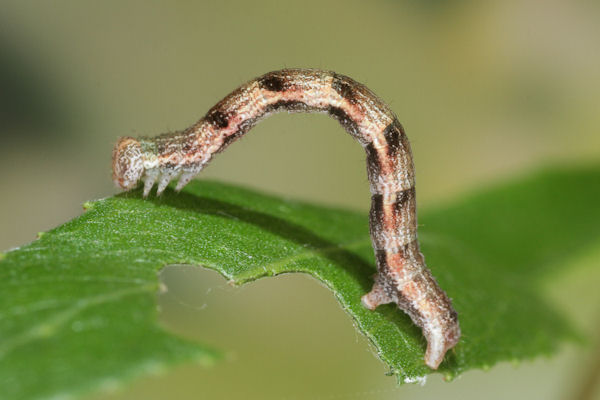 Cyclophora pendularia: Bild 50