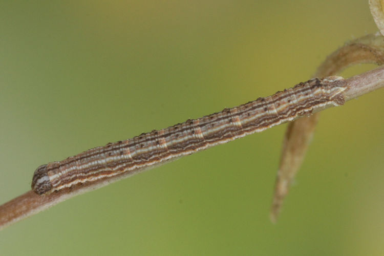 Aspitates acuminaria: Bild 17