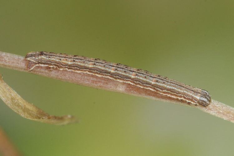 Aspitates acuminaria: Bild 18