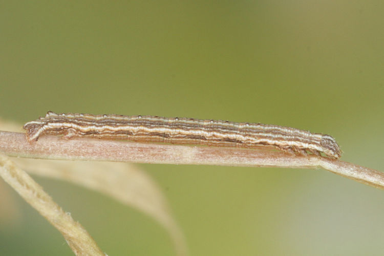 Aspitates acuminaria: Bild 19