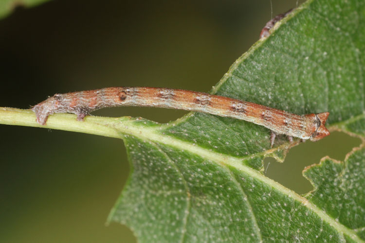 Biston betularia alexandrina: Bild 23