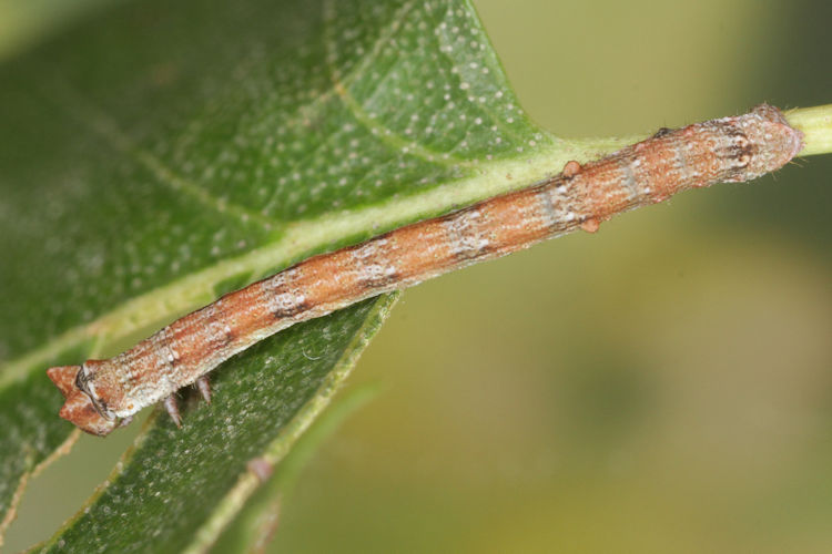 Biston betularia alexandrina: Bild 24