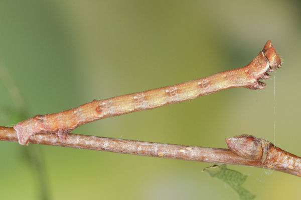 Biston betularia alexandrina: Bild 25