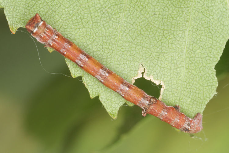 Biston betularia alexandrina: Bild 28