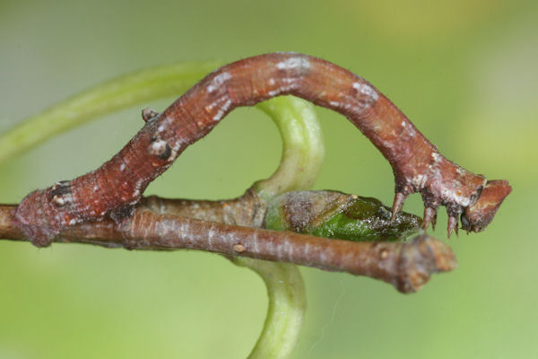 Biston betularia alexandrina: Bild 30