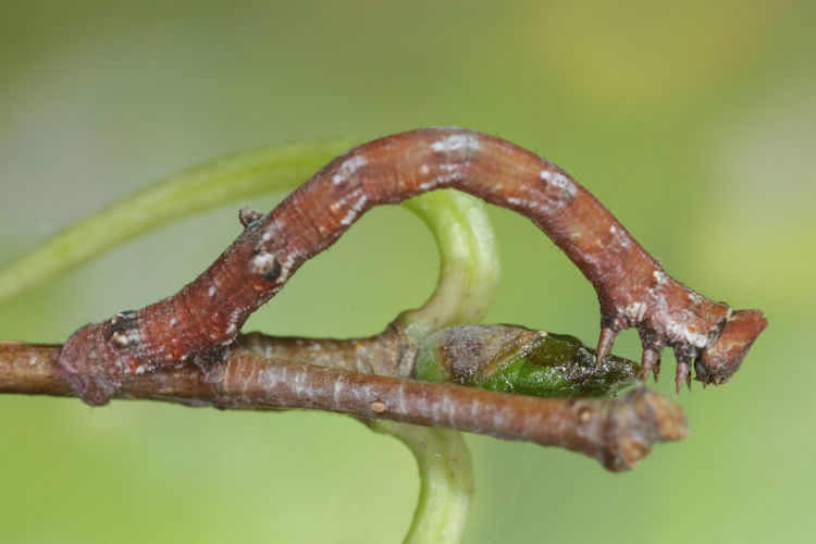 Biston betularia alexandrina: Bild 30