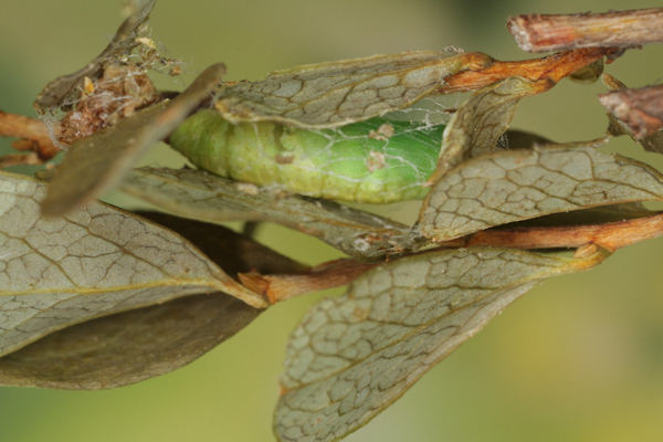 Eulithis populata: Bild 39