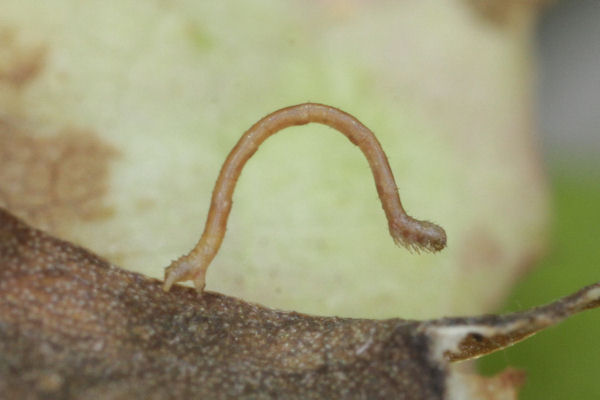 Scopula minorata: Bild 6