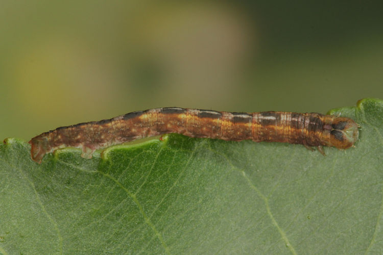 Stegania trimaculata: Bild 23