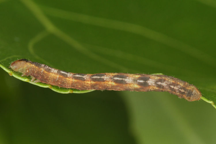 Stegania trimaculata: Bild 24