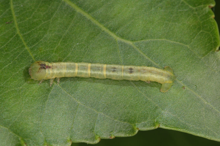 Stegania trimaculata: Bild 25