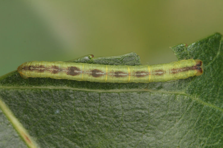 Stegania trimaculata: Bild 26