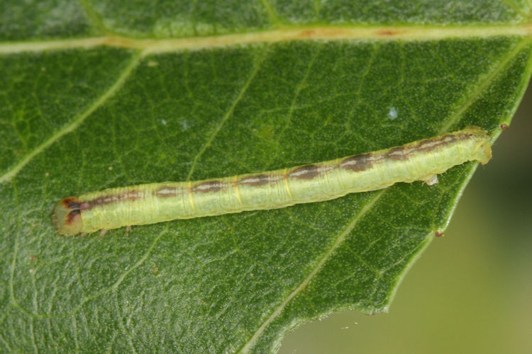 Stegania trimaculata: Bild 29