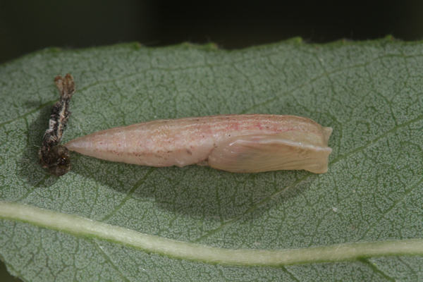 Cyclophora pendularia: Bild 66