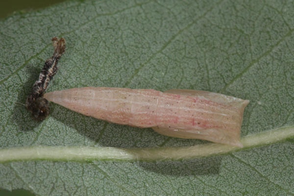 Cyclophora pendularia: Bild 67