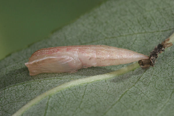 Cyclophora pendularia: Bild 68