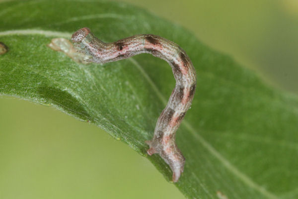 Cyclophora pendularia: Bild 51