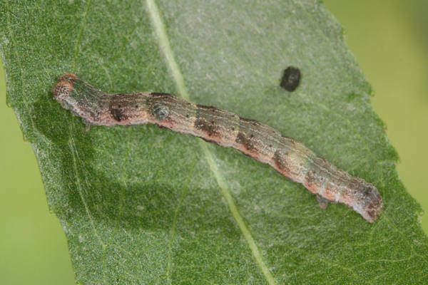 Cyclophora pendularia: Bild 52